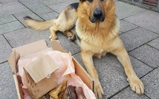The Health Benefits of Natural Dog Treats