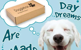 9 Dangers of Feeding Kibble to Your Dogs- What is The Better Option?