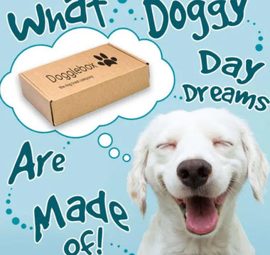9 Dangers of Feeding Kibble to Your Dogs- What is The Better Option?