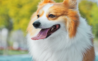4 different types of raw feeding in dogs