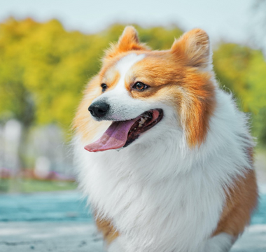 4 different types of raw feeding in dogs
