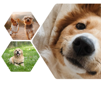 4 different types of raw feeding in dogs
