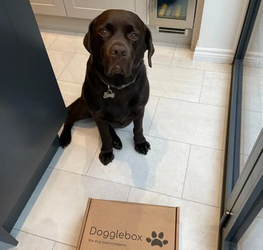 Dogglebox is based on RMB/Pray diet designed for kibble dogs