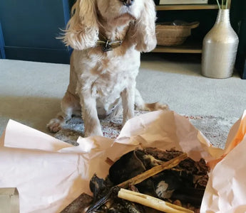 Importance of Bone in dog's diet