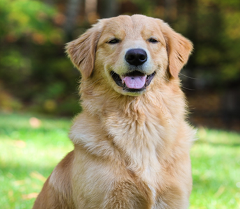 Importance of Bone in dog's diet